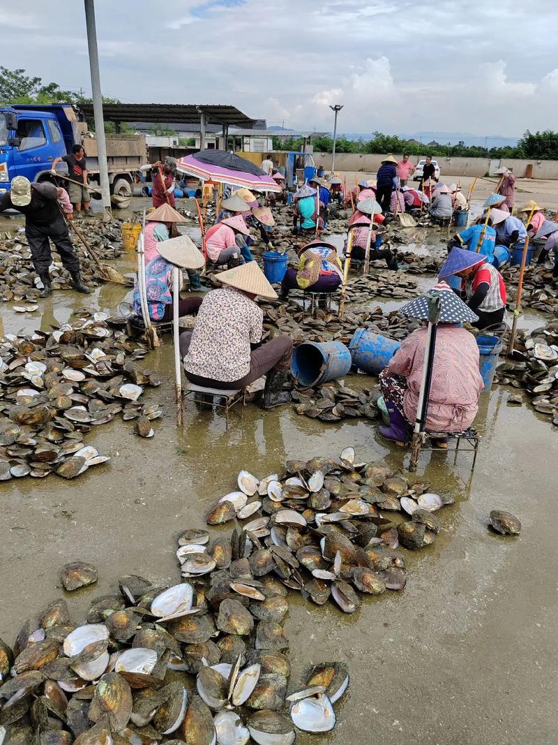 Natural pearl earrings, small light bulb shaped, bare pearl, simple and fashionable, versatile earrings