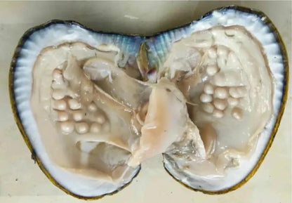 Natural pearl ring with white shell and butterfly shaped opening adjustable ring